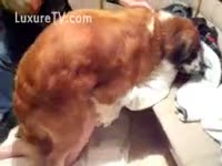 [ Beastiality DVD ] Redhead hottie copulates with a large pooch